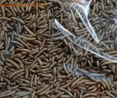 Dry larva is available