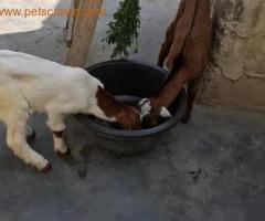 Small Goat,  bakra